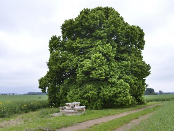 Husova lípa u Dohalic