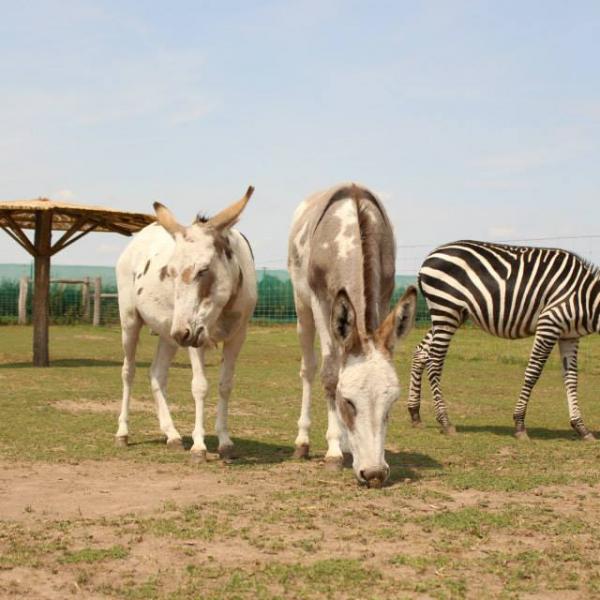 foto Zoopark Stěžery